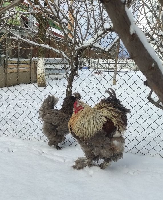 Găini Moțate, Încălțate, Bărboase ( pereche )