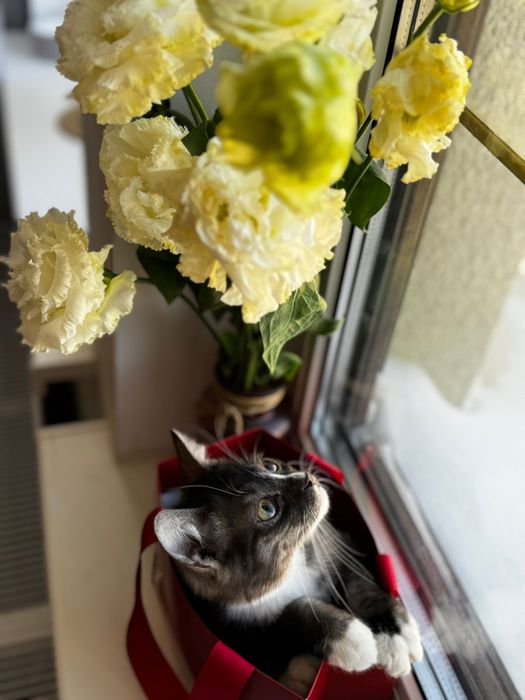 Котенок девочка в добрые руки