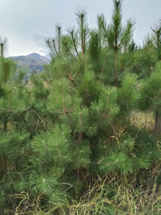 Продаются сосны крымские обычные