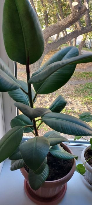 Продам комнатные цветы