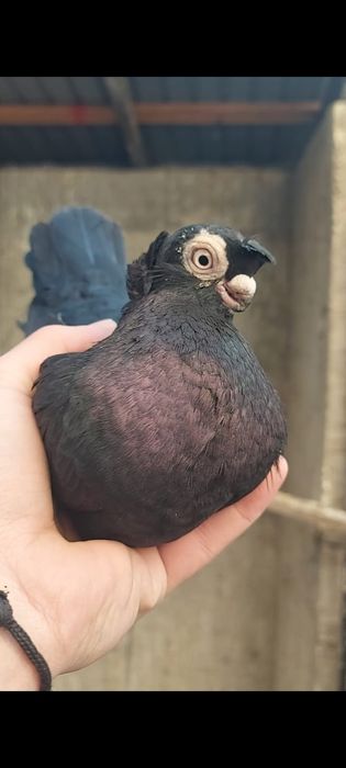 Голуби           .