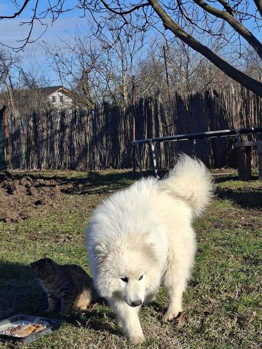 De vânzare caine samoyed