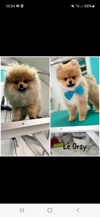 Coafură canina le orsy (alfa)