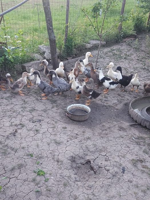 Vând rațe românești