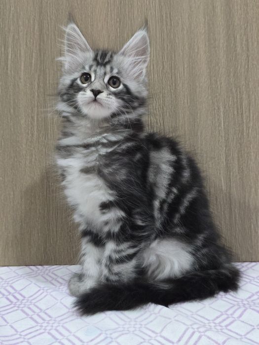 Мейн-кун девочка