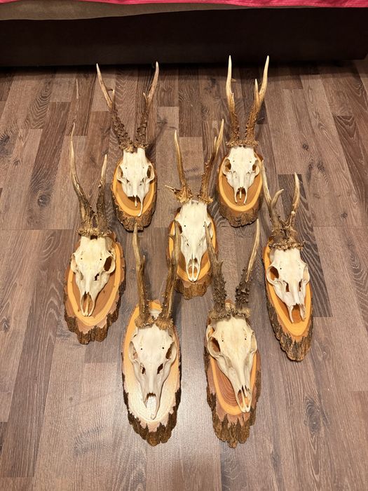 Lot 7 Trofee Căprior – Set Complet – Panoplie Rustic – Decor Cabană