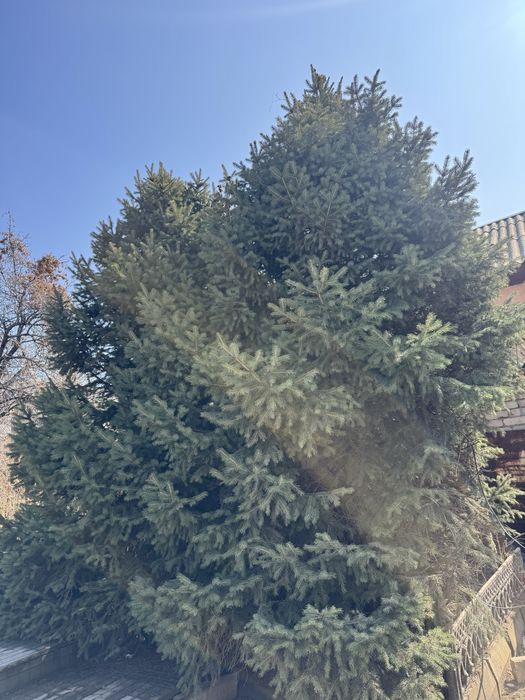 Продам туи , елки , ели б/у