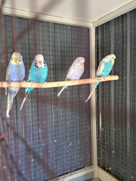 Выставочные попугаи!