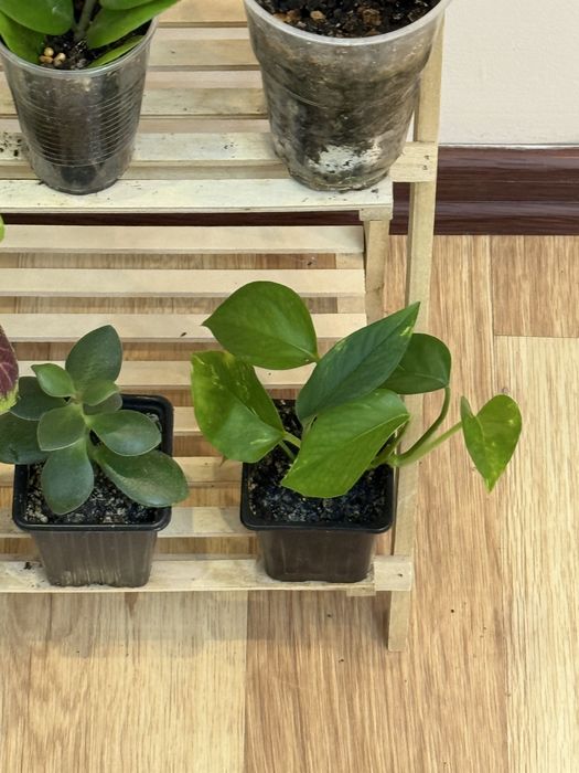 Наборы из 6 цветов