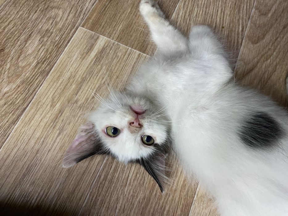 Котенки даром в хорошие руки