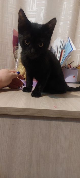 Отдам котёнка мальчика