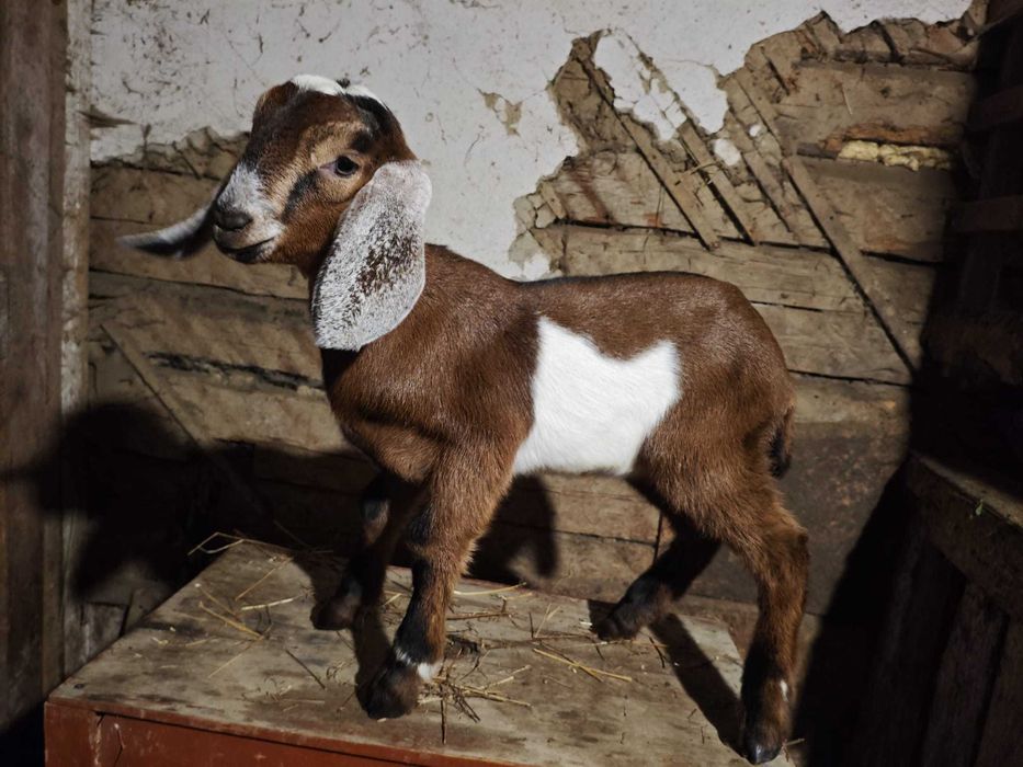 Tapusori anglo-nubiene de vanzare