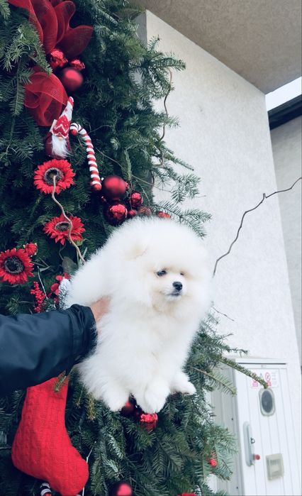 Pomeranian mini shpitz  ALB