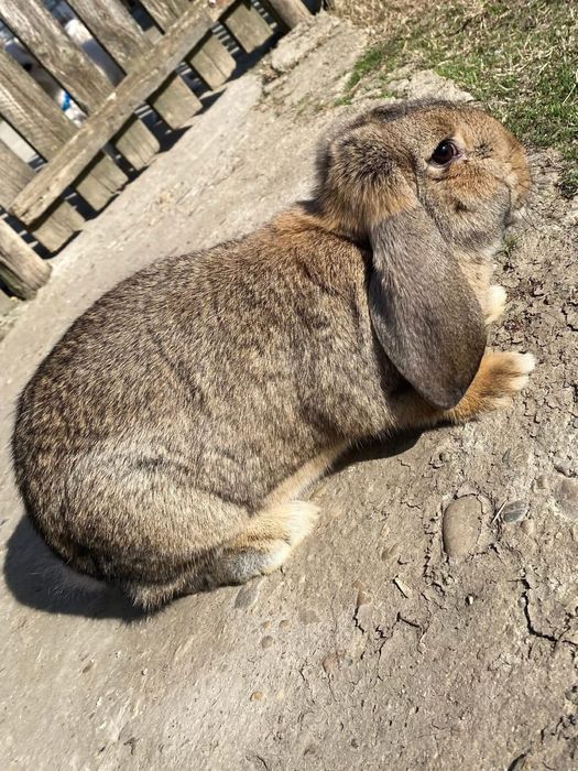 Berbec german,femele