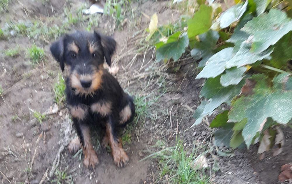 Cățelușa Jagdterrier