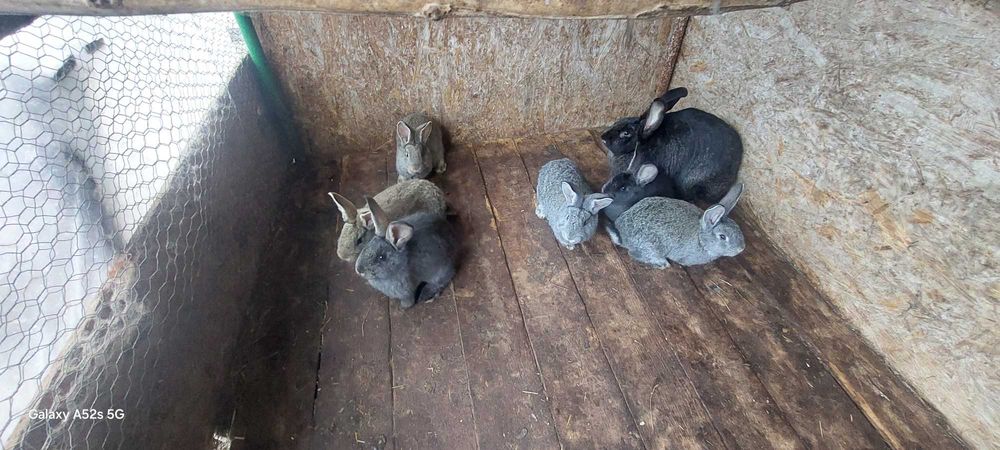 Iepuri uriașul belgian