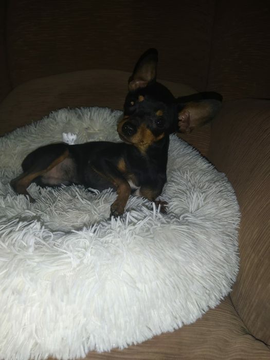 Вязка русский той терьер