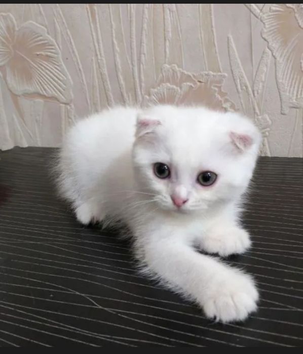 Котёнок белый фолд мальчик