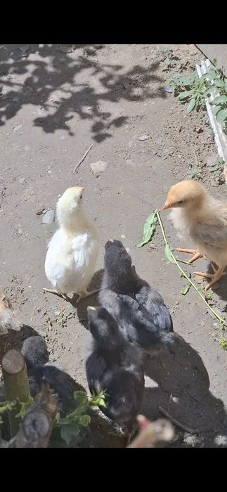 Балапан дар сатылады парода