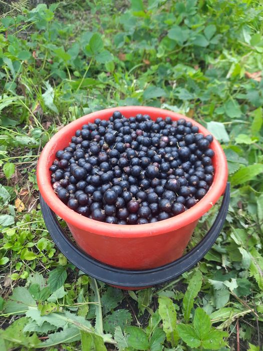 Продам ягоды черная смородина