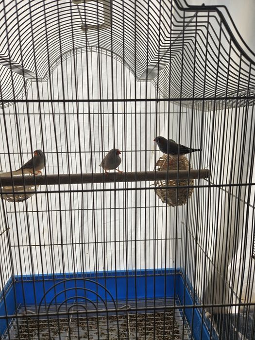 Zebre austriana, pui de anul asta!