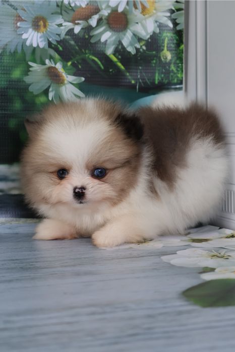 Щенки шпица с документами