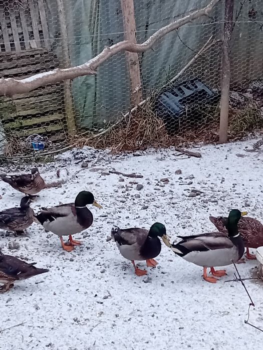 Fazani si rate sălbatice