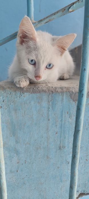 Котенок в добрые руки