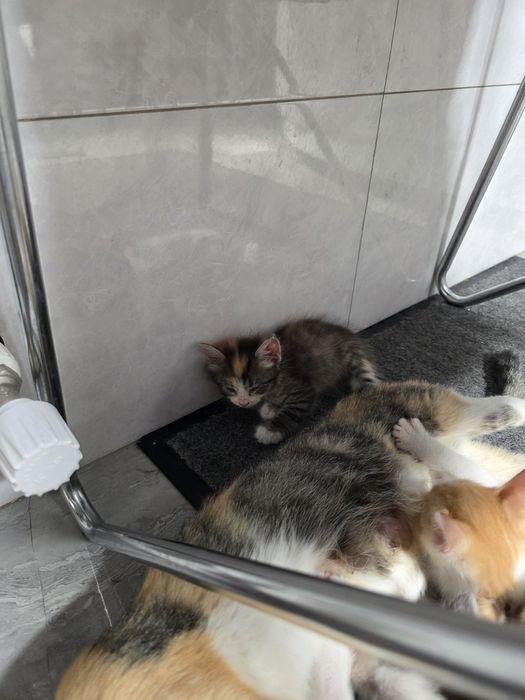 Отдам котят даром