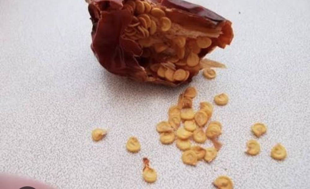 Семена острого жгучего перца самосбор