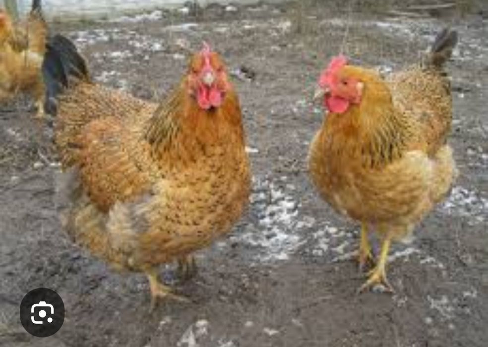 Куры Кученские..