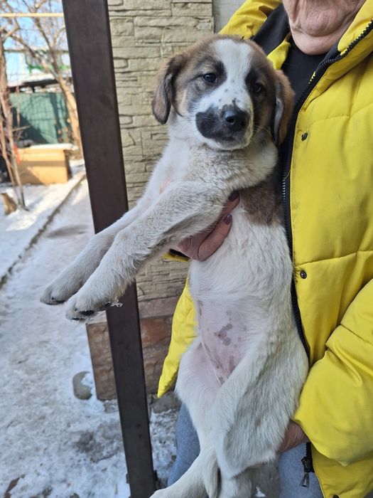 Отдам в хорошие руки