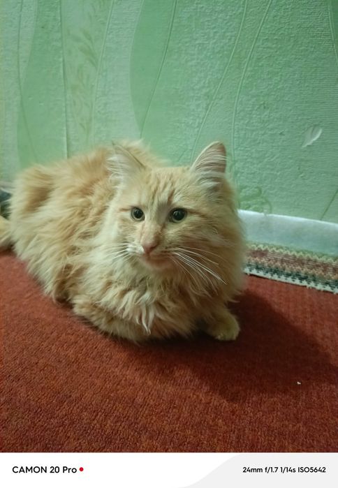 Мейн-кун 1 ёш мушук