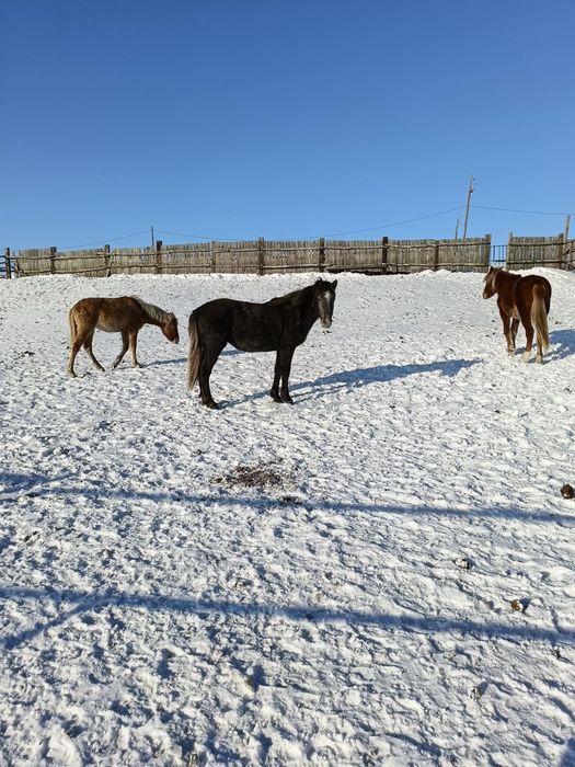 Продам жеребёнка. 2024 года