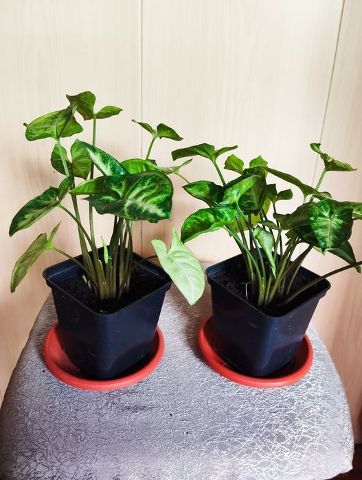 Продам комнатный цветок "Сингониум"