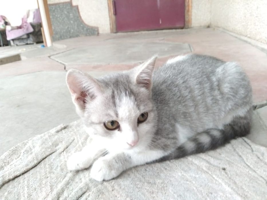 Подарю котят игривых