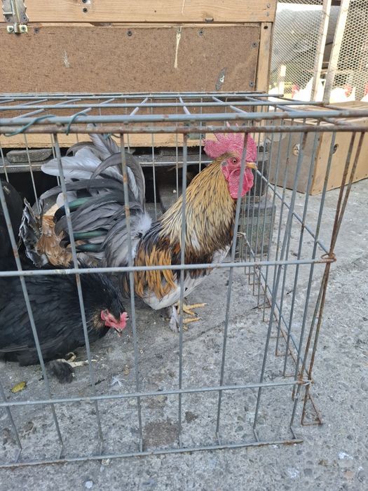 Cocoșei rasa cheabo