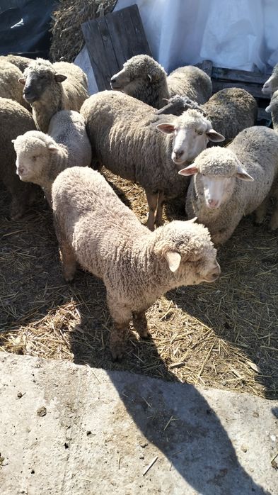 Vînd oi miei și bere ecuti.