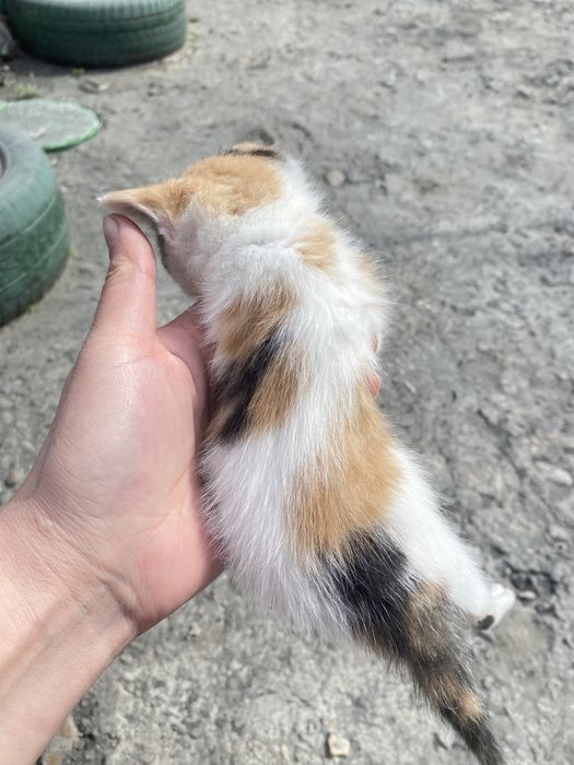 Котята 2,5 месячные