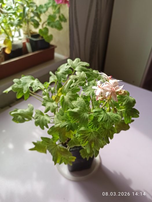 Пеларгонии, герани продам