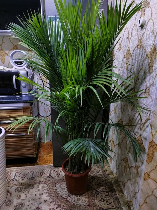 Комнатные растения. доставка