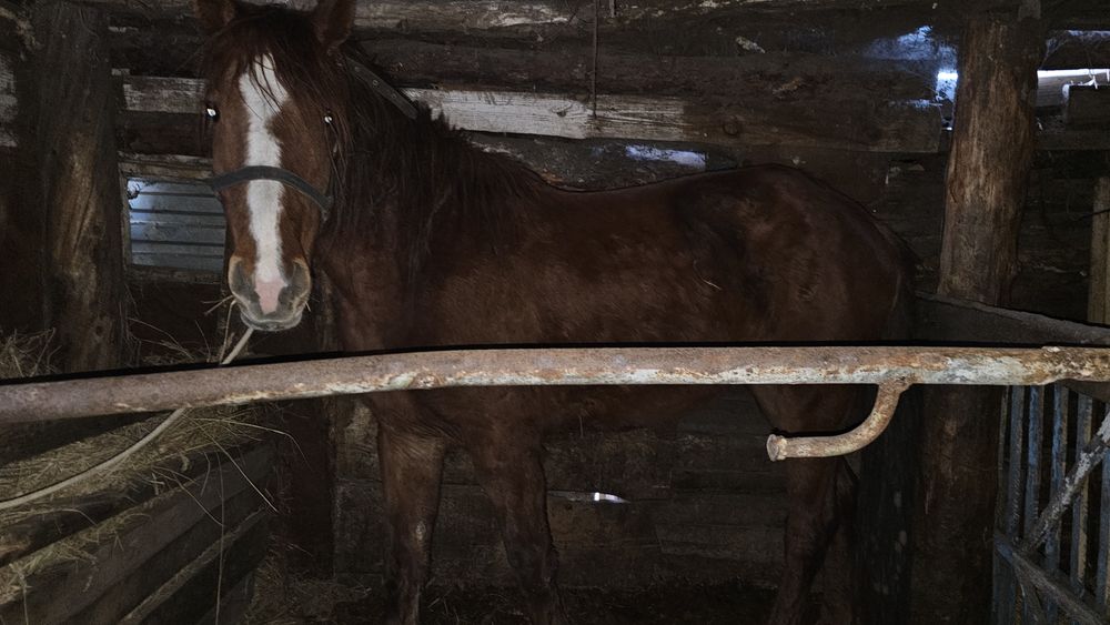 Продам лошадей разных возростов