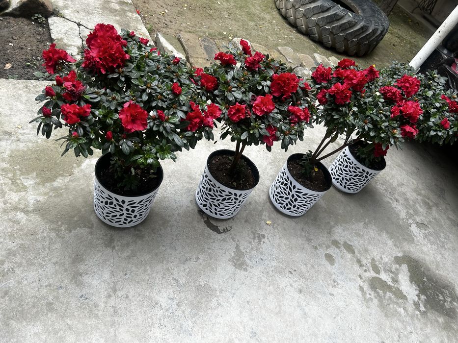Azaliya цветы/Gullar