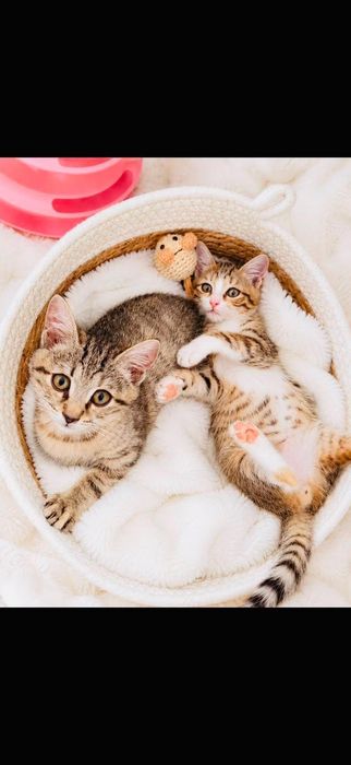 Милые котята ищут дом