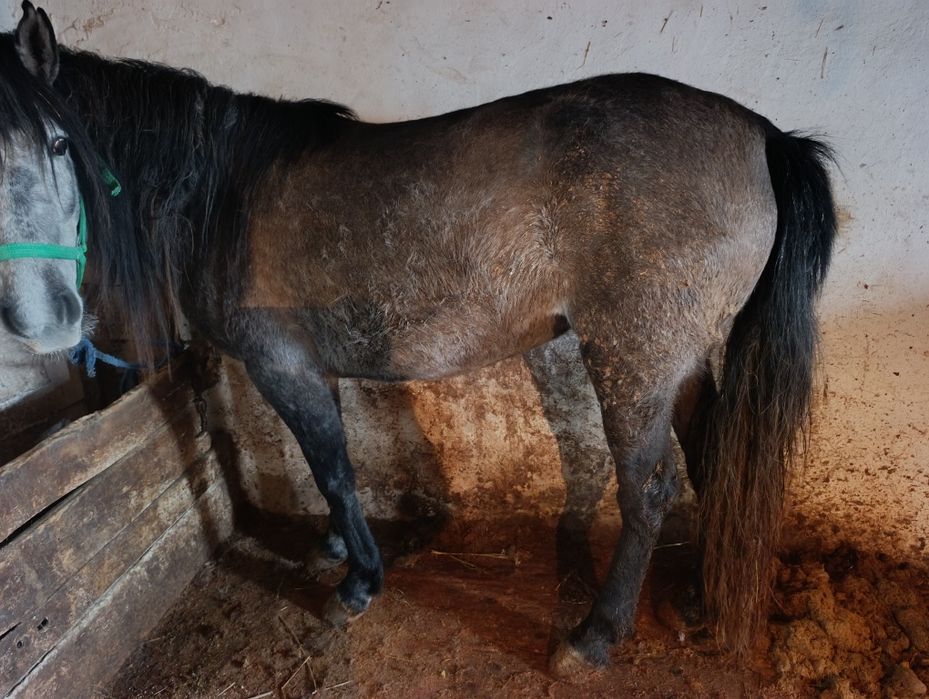 Бин сатылады откорм