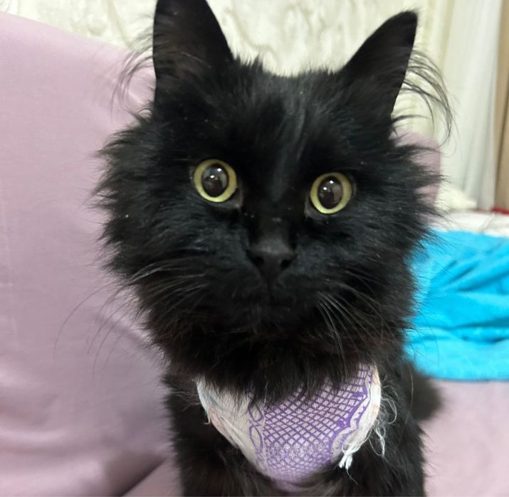 Срочно ищем дом коту