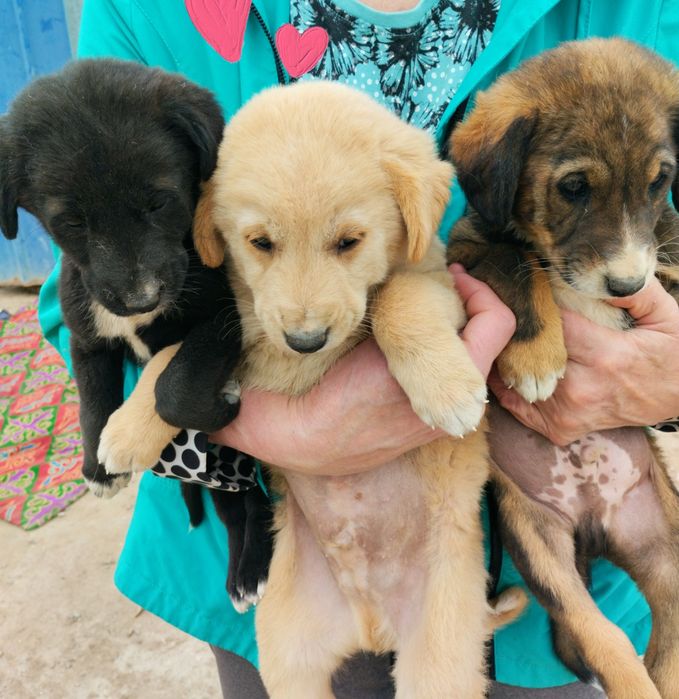 Щенки мальчики в хорошие руки