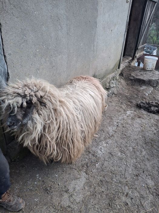 Disponibilă oaie stearpă
