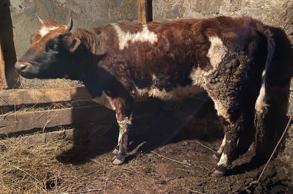 Продается бычок и телка