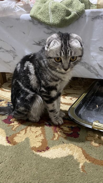 Кошка Шотландская девочка